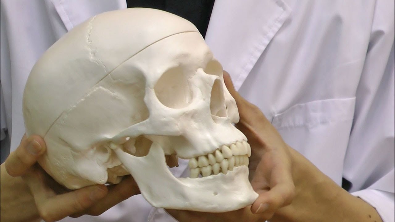 頭蓋骨模型 解剖学的構造 68400-13591971.webp