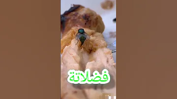 شاهد ماذا فعلت هذه الذبابة في الطعام 
