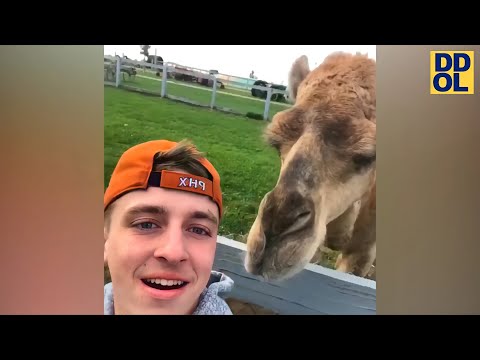 TRY NOT TO LAUGH WATCHING FUNNY VIDEOS 2021 #36