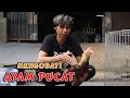 CARA MENGOBATI AYAM SAKIT KUNING PUCAT KURUS