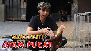 CARA MENINGKATKAN NAFSU MAKAN AYAM. 