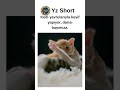 😻 Kedi Yavrularıyla Keyif Yapıyor, Darısı Başımıza 🐾💕 #keşfet #cat #kedi...