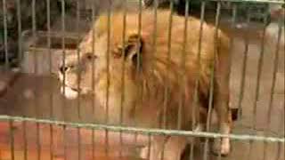 SUBHANALLAH, Auman Singa Melafalkan Kata ALLAH