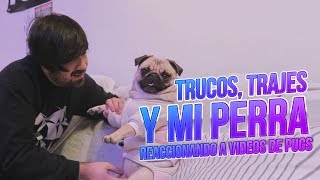 Trucos , Outfits De Pug Y Mi Perra Reaccionando Al Ver Otros Pugs ( Carlinos ) | Tracer Time