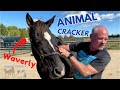 20 year old TENNESSEE WALKER~ RESCUE HORSE~ gets a Chiro Adjustment!