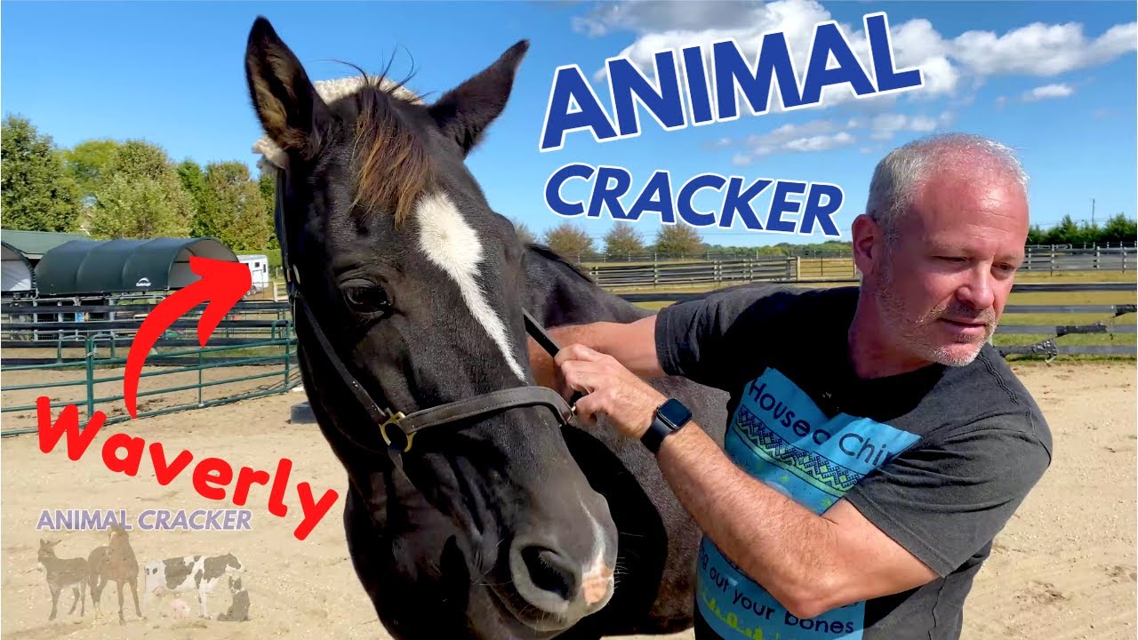 20 year old TENNESSEE WALKER~ RESCUE HORSE~ gets a Chiro Adjustment!