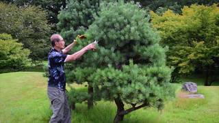 Pruning 'Niwaki' Japanese Garden Trees