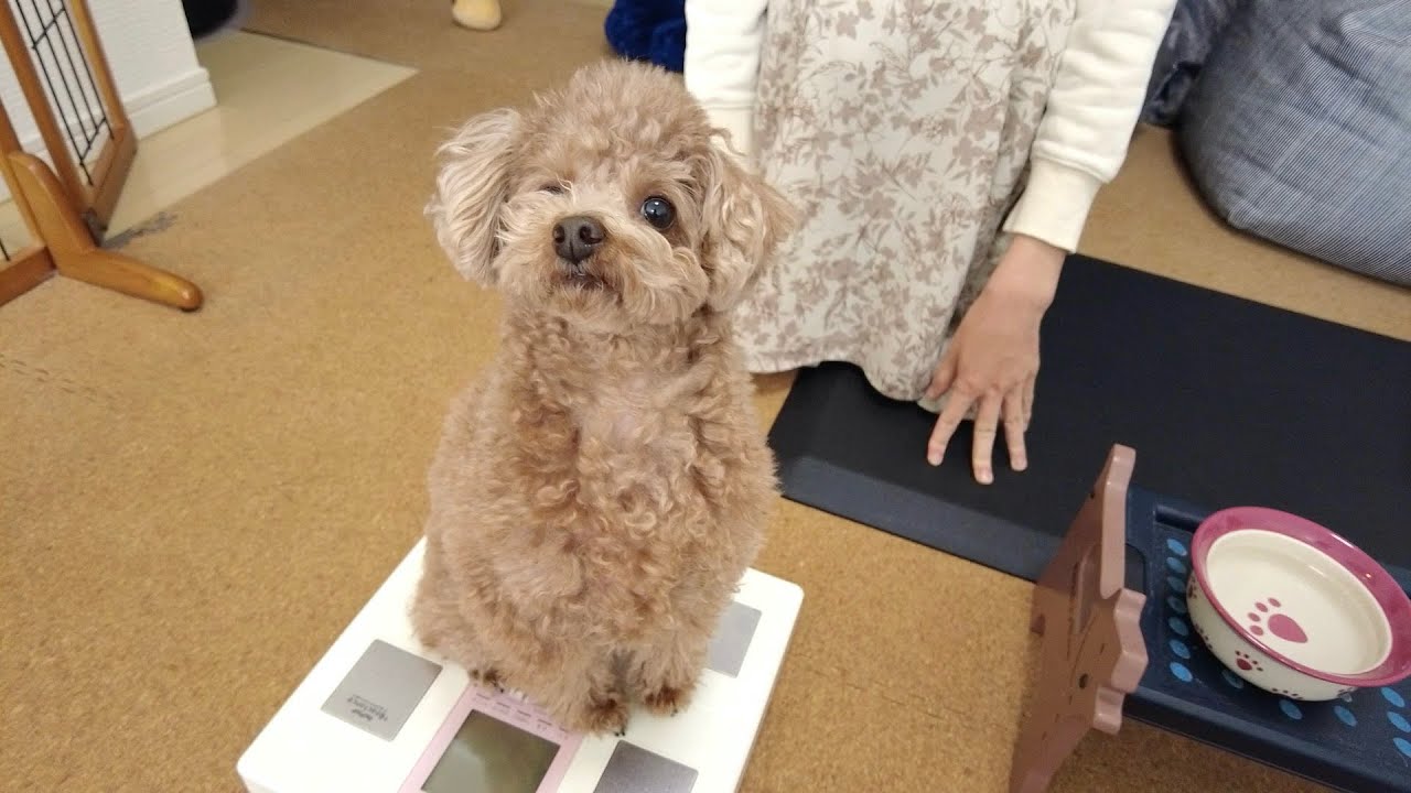 自粛期間中に犬がだいぶぽっちゃり体型になってしまいました トイプードル Youtube 自粛期間中に犬がだいぶぽっちゃり体型になってしまいました トイプードル Youtube