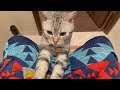 どこまでも付いてくる猫をトイレから閉め出したら…