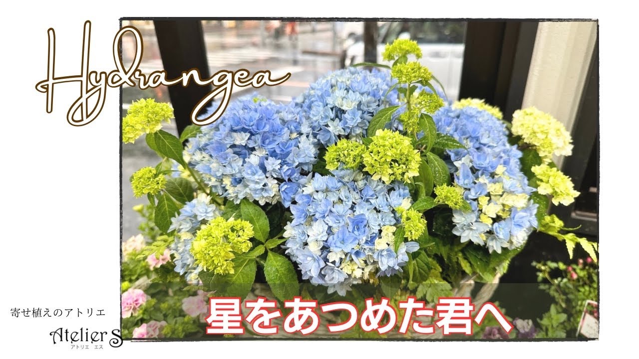 寄せ植え】ライブダイジェスト/紫陽花/星をあつめた君へ【ガーデニング