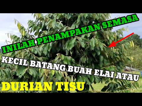 BUAH LAI YANG