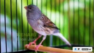 masteran kenari jeda