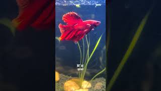 Meet Bloodson 🔥🐟 | Red Full Moon Betta #fish #bettafish #bettatank #fishkeeping #fishlover #betta