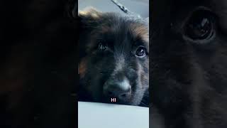 Meet My New Puppy! 🐾 | Renee Gracie