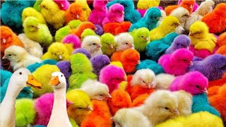 Menangkap ayam lucu, ayam warna warni, ayam rainbow gokil, bebek, kelinci, kura kura, ikan cupang