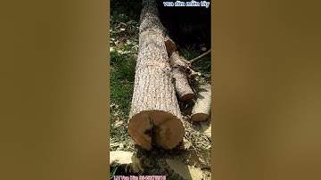 Vua Dừa Miền Tây// cây bàng gai hoành đại