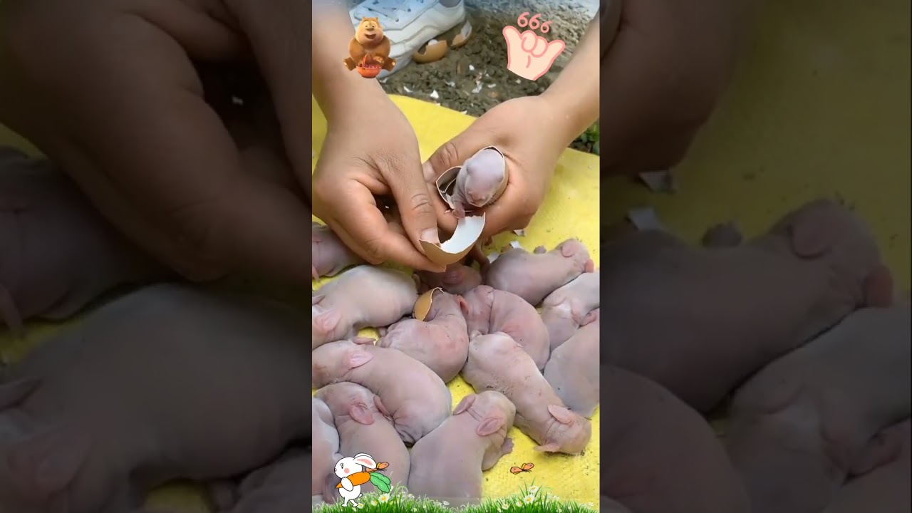 wait for it😳#egg hatching #shorts
