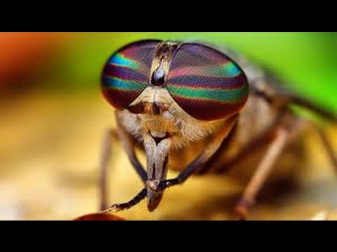 дикая природа. муха в засаде / wild nature. fly in ambush.