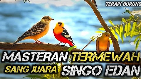 TERAPI UNTUK SEMUA JENIS BURUNG , SUARA GEMRICIK AIR , MASTERAN MEWAH SANG JUARA SINGO EDAN