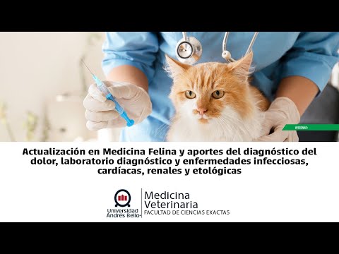 Webinar Actualización en Medicina Felina. Charla 1