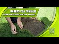 Poa trivialis  rasen totalschaden  schlimmer als poa annua  ungras bekmpfen    tipps  tricks