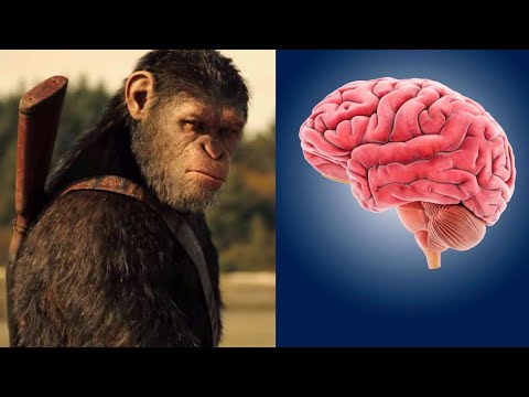 Video: Cilvēka Gēna Ieviešana Pērtiķiem Palielināja Smadzenes