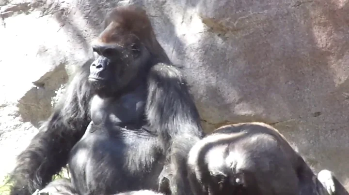 Gorilla Winston Family 　ウィンストン家族　サンディエゴサファリパーク033019