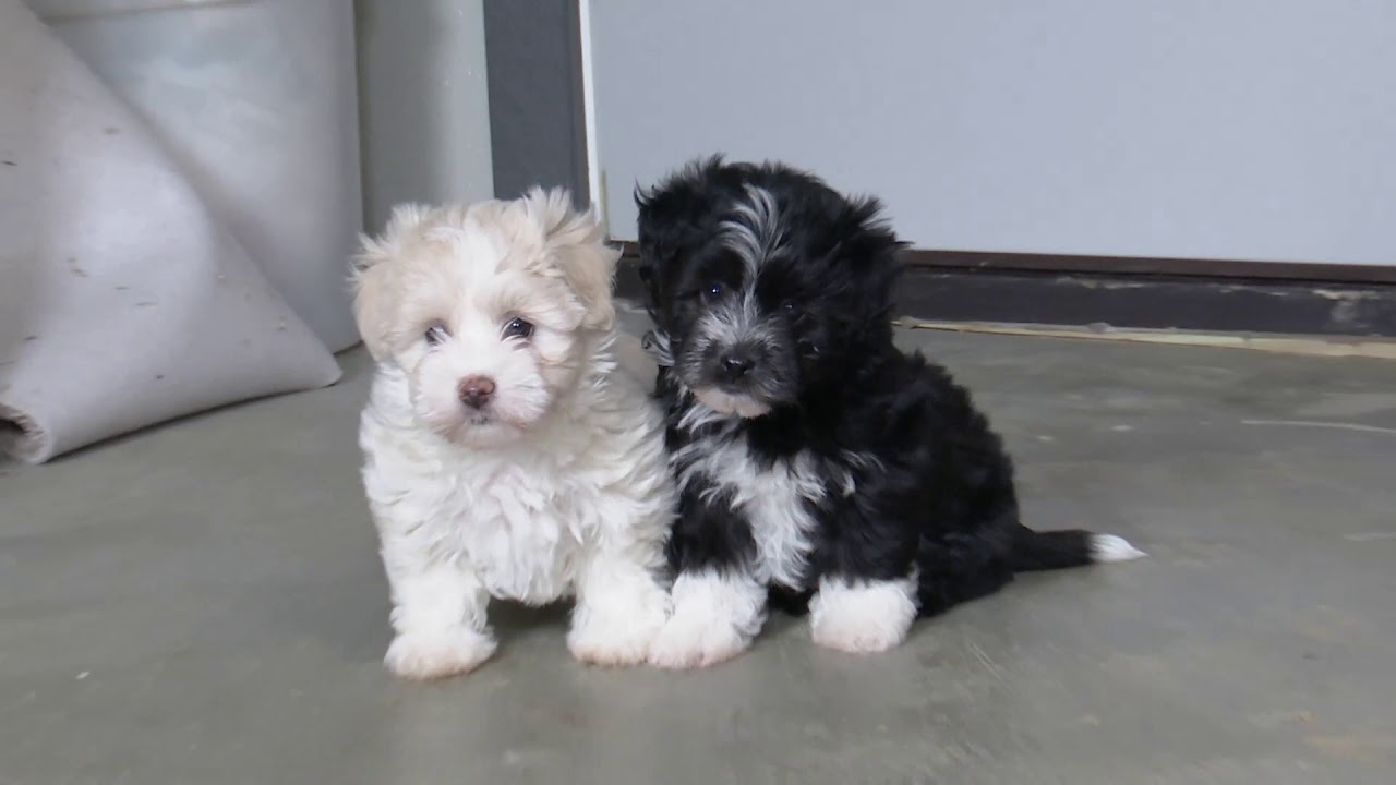 havanese yorkie mix puppies