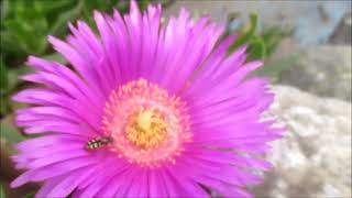 Arılar, çiçek