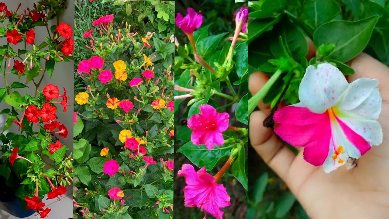 Mirabilis Jalapa How To Grow Four o'clock Flower Plant সন্ধ্যামালতী