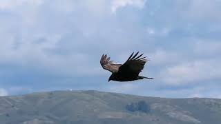 Turkey vulture in flight by Mila  24 views 1 month ago 15 seconds