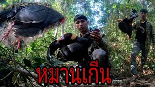 ออกลัดเช้าหมานไก่ฟ้า/ອອກລັດເຊົາຫມານໄກ່ຂວາ