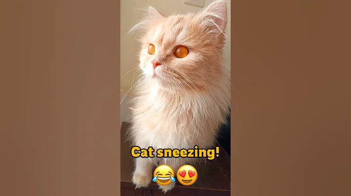 Video 8637801: persiancat cutecat, persian cat playing, cat kitty cutecat, cutecat catplaying, cat kitty cute, pure cat cuteness, ball cute cat, cat cute fun