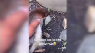 Bebek minum oli jadi kenceng larinya