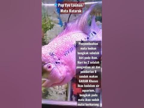 Mengobati mata ikan louhan bengkak || Pop Eye || Katarak - YouTube