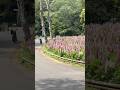 国営森林公園ルピナス