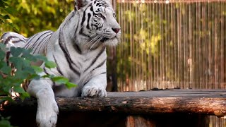 Harimau Putih Mengaum - Suara Harimau - Tiger White