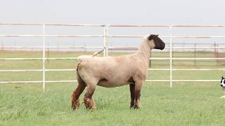 Allen | Newcomb Tag 906