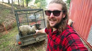 From Hobby Farm to Sheep Farm: Watch our Aussie Homestead Grow with New Ewes and a New Puppy
