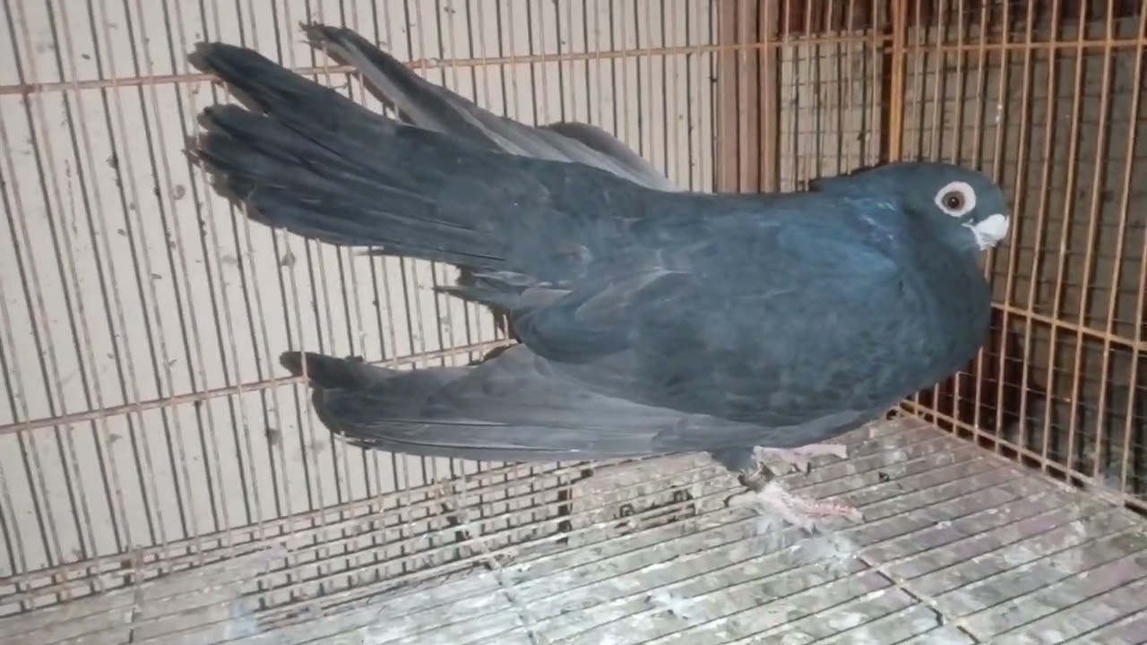 متع عينك باحلي مستويات حمام زينا وغزار 01121766360