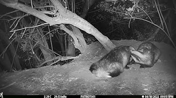 New Forest Explorers Guide - Badgers, including a lactating sow, mutual groom