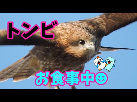トンビ トビの食べ物 琵琶湖で目撃楽しい野鳥観察 Youtube