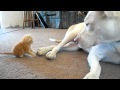 cute kitten with pitbull
