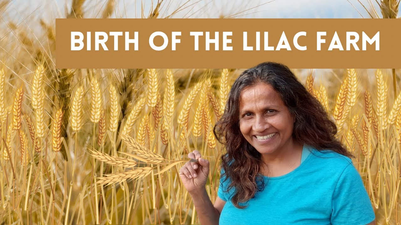 How it all began Birth of The Lilac Farm YouTube