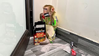 Monkey Kaka hiding behind the door to secretly eat coffee is so funny