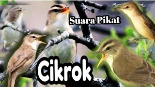 SUARA PIKAT BURUNG JITU SINCAN RIBUT KERAK BASI CIKROK 2023... JAMIN DAPAT