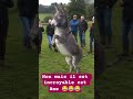 Il est fou cet âne 😂 #humour #rire #senior #animaux #shorts #short #lol #danse #rigolo #parodie #fyp