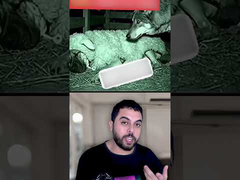 شتي الذيب شتووو