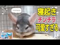 チンチラ 昼間はどうしてる？６匹のクセが可愛すぎた