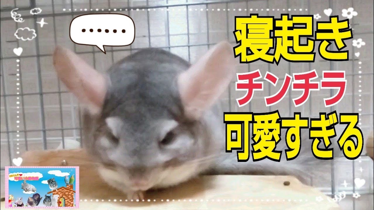 夜行性チンチラ 昼間はどうしてる？6匹のクセが可愛すぎた💕 ‪@saori‬